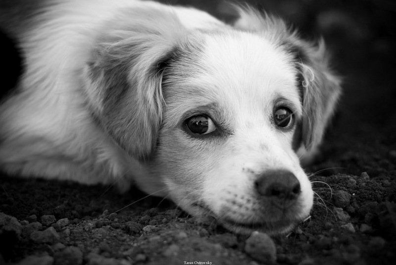собака, собаки, животные, ч/б Сэмюэль фото превью