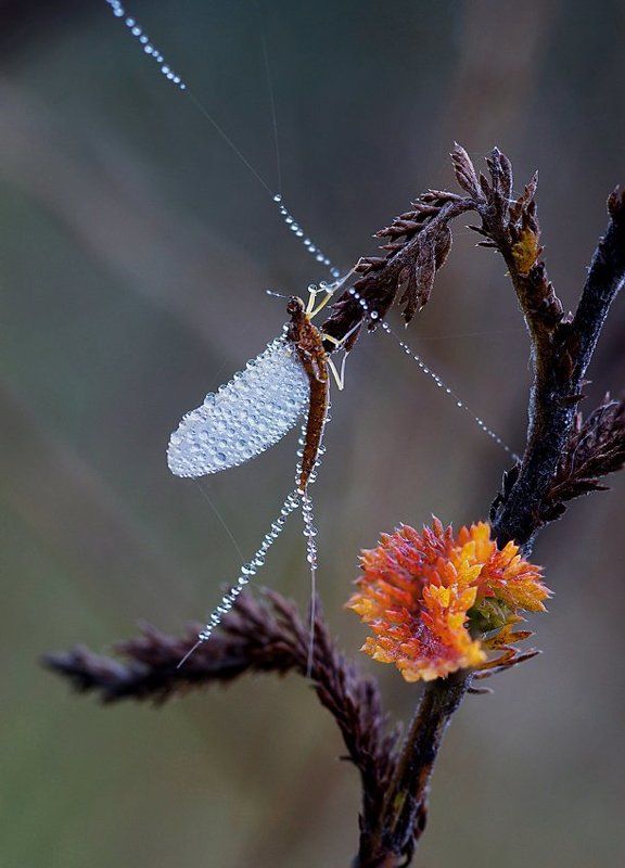осенний балет фото превью