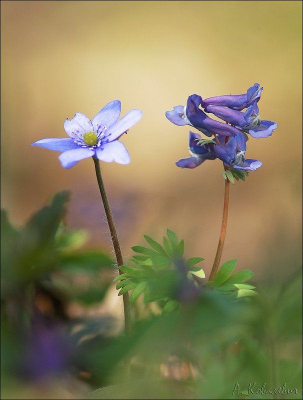 Подруги фото превью
