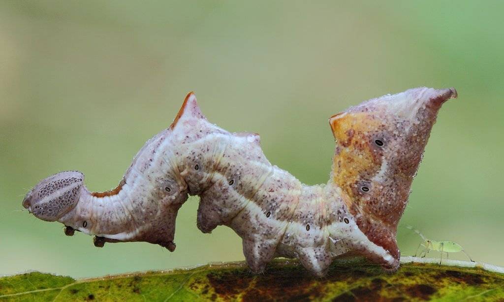 , Сергей Таланов