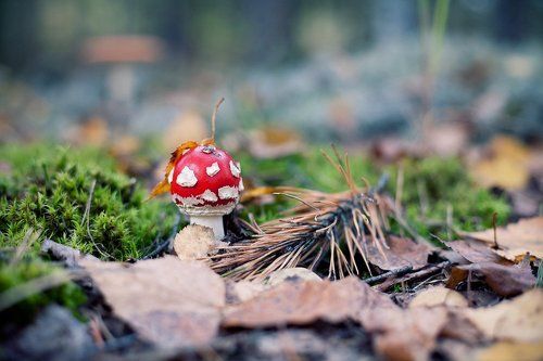 В лесу