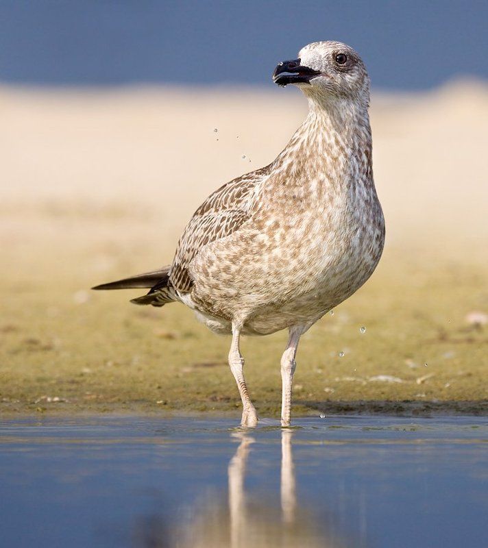 чайка, хохотунья капельки фото превью