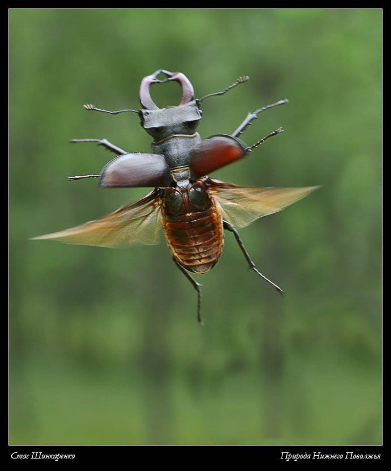 , Стас Шинкаренко