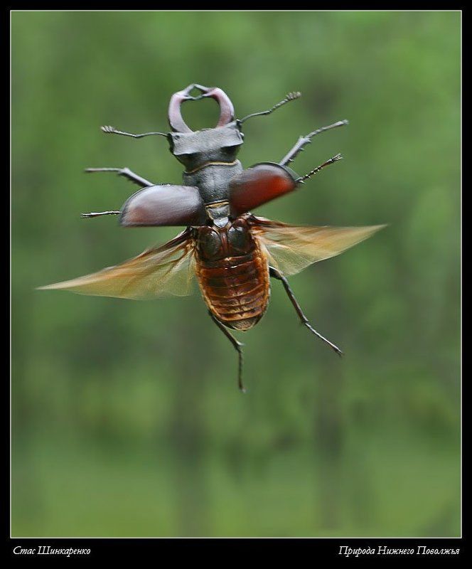 В страну оленью фото превью