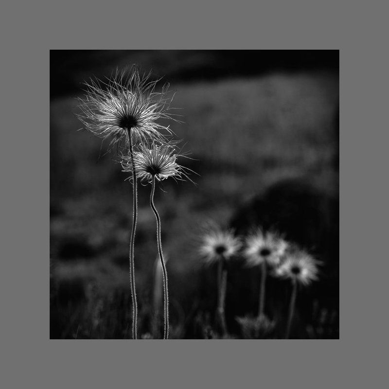 ...одной души частицы... фото превью