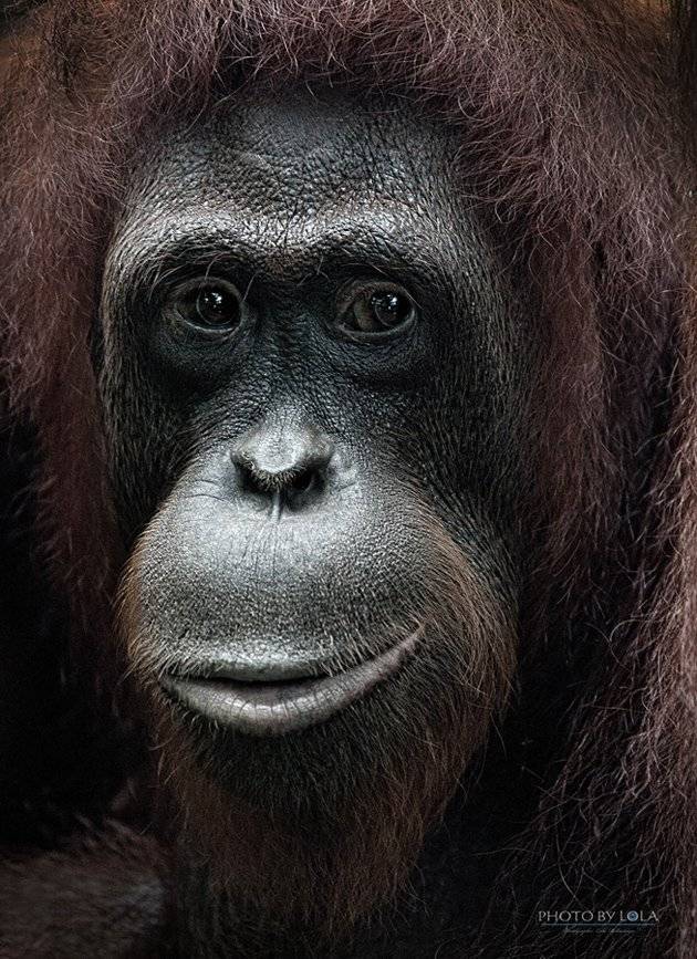 , Пидлуская Лола