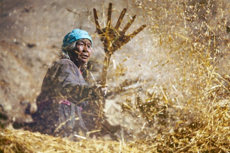 ламаюра, бабушка, зерно, кира розанов Созидатель фото превью