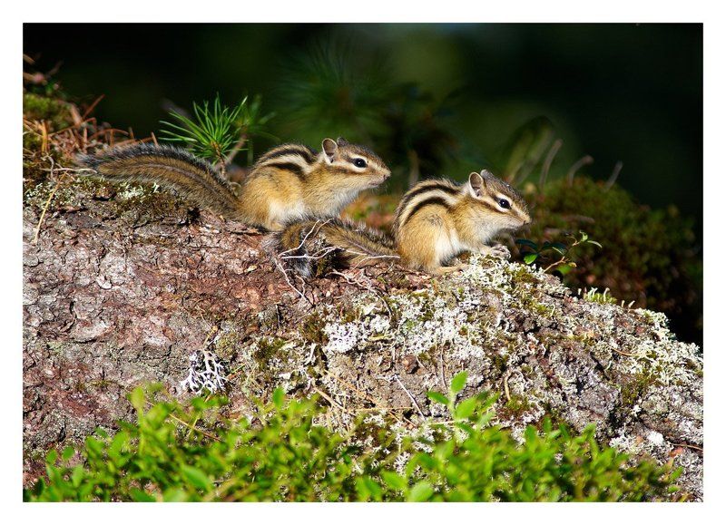 *** фото превью