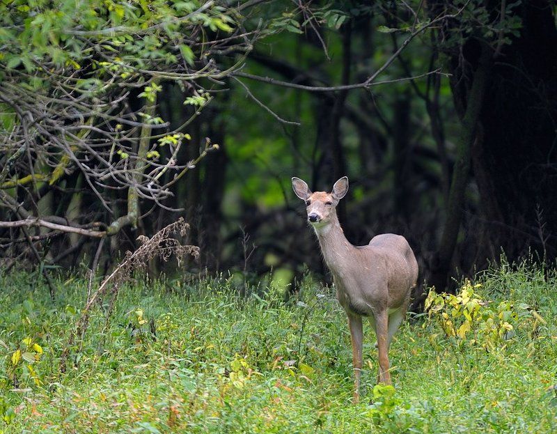 олени, животные Эмоции в картинках фото превью
