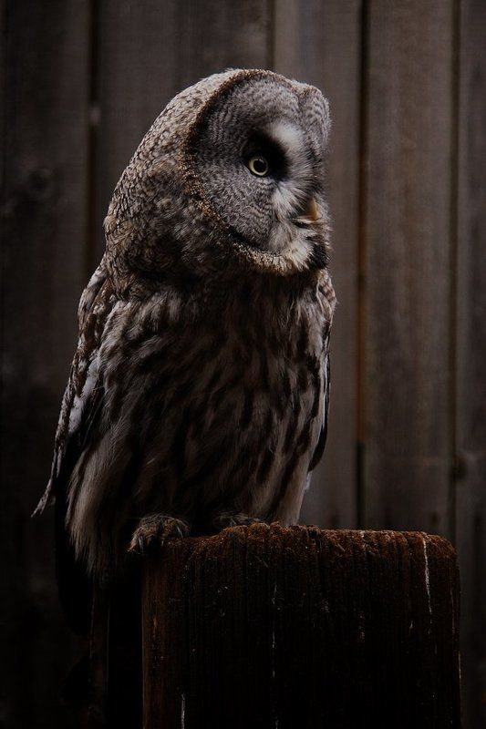 Страж Га\'Хуула фото превью