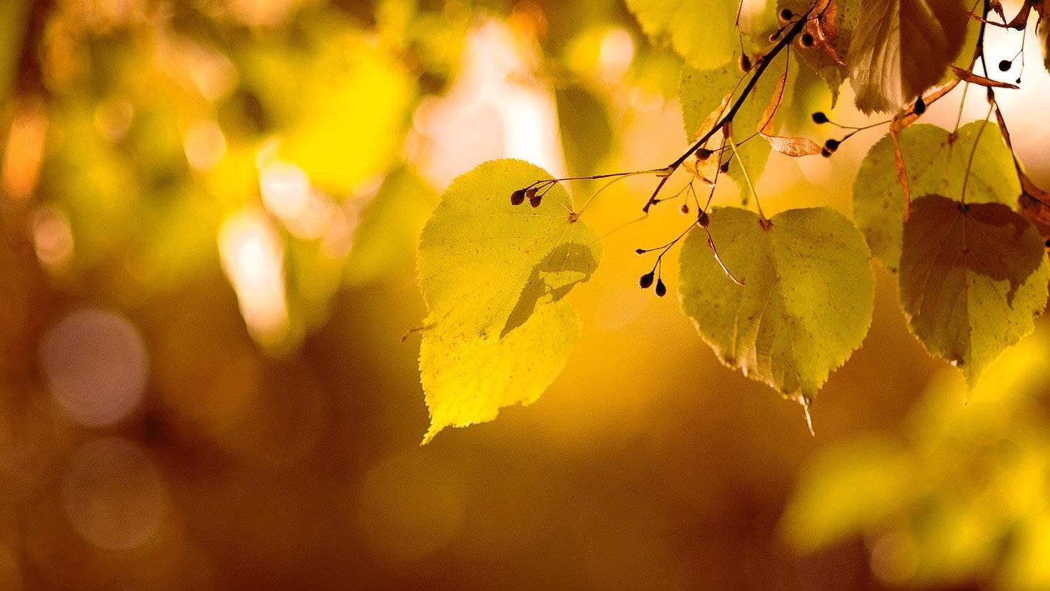 , Мария Мальгина