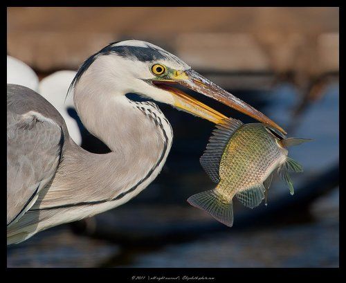 Grey heron -Cерая цапля