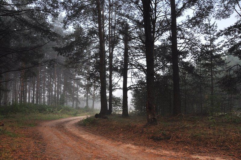 В лесу... фото превью