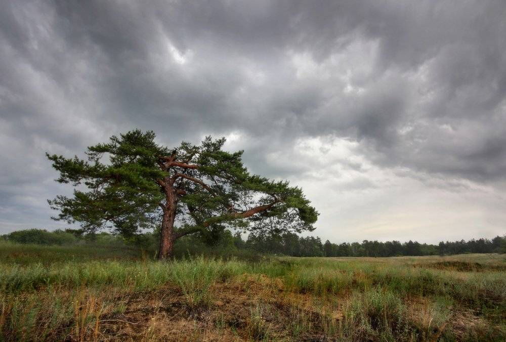 дорога,лето,	пейзаж, сосна,тучи,хдр, Петриченко Валерий