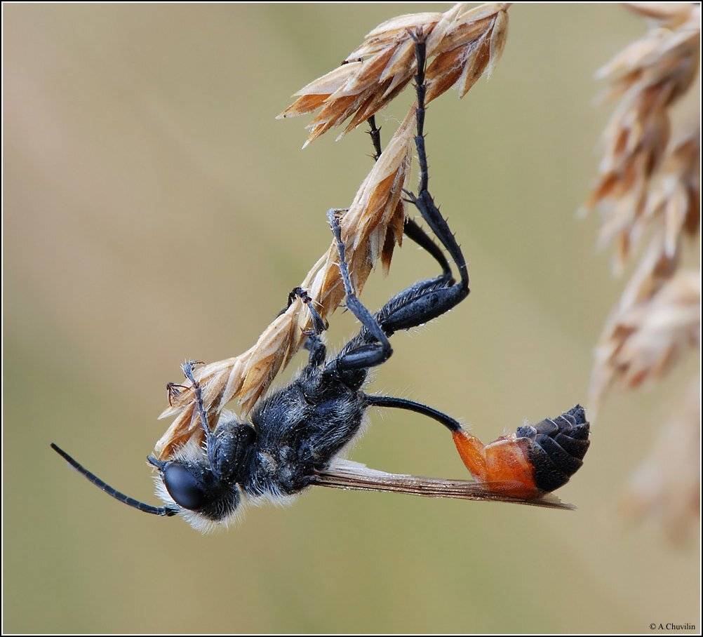 утро,сон,зубы,лапы, Александр Чувилин