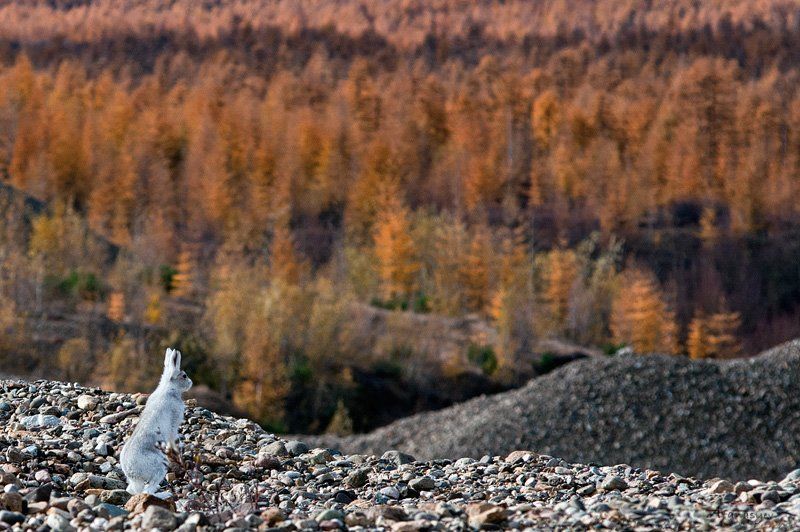 заяц, заяц беляк, магадан, колыма, осень, животные, стойка, лапки, уши, глаза, ну где-ты трын-трава фото превью