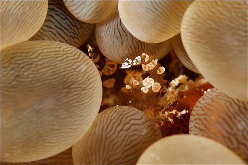 shrimp, sexy, underwater, sipadan Sexy shrimp. фото превью