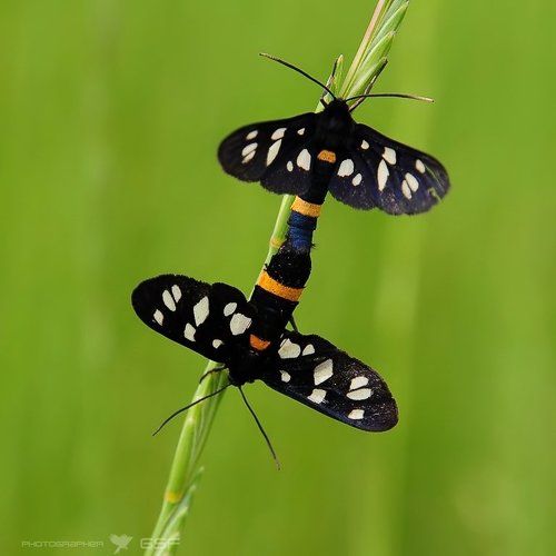 Среда обитания