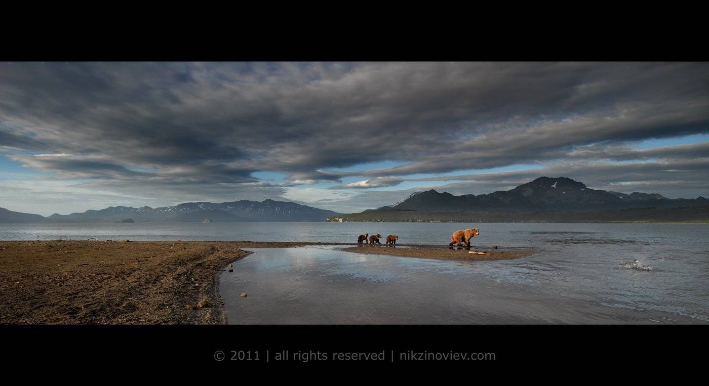 камчатка, курильское озеро, россия, медведь, медвежата, медведица, дикая природа, николай зиновьев, рассвет, средний формат, Николай Зиновьев
