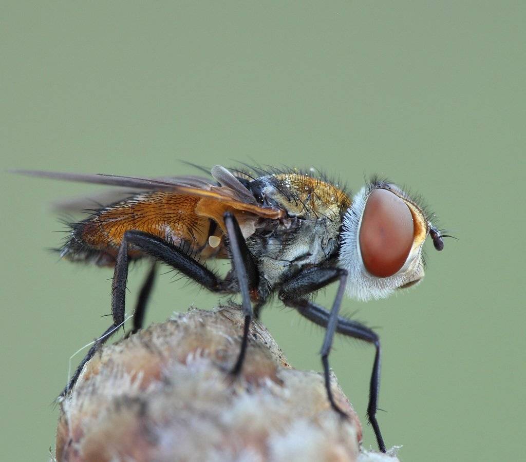 , Сергей Таланов