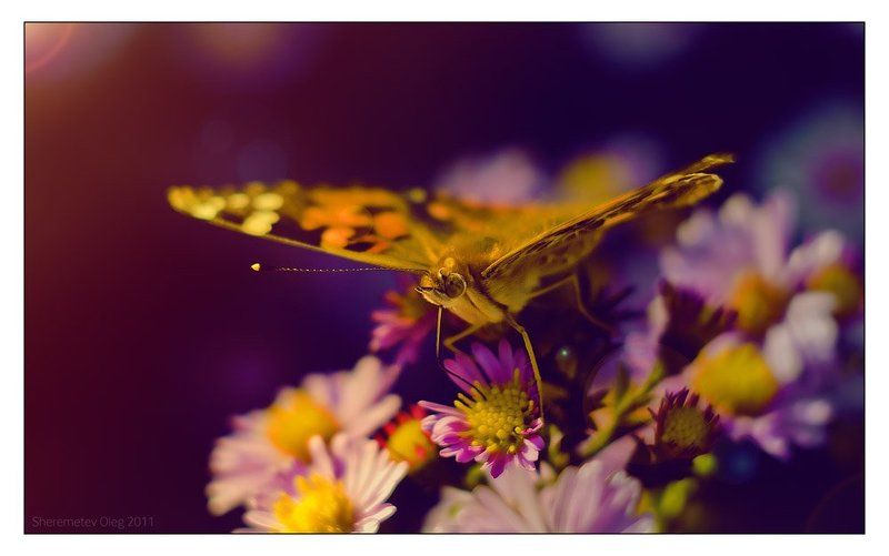 butterfly фото превью