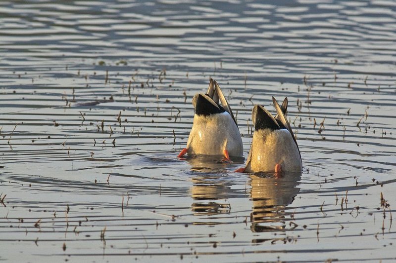 Мастера синхронного плавания фото превью