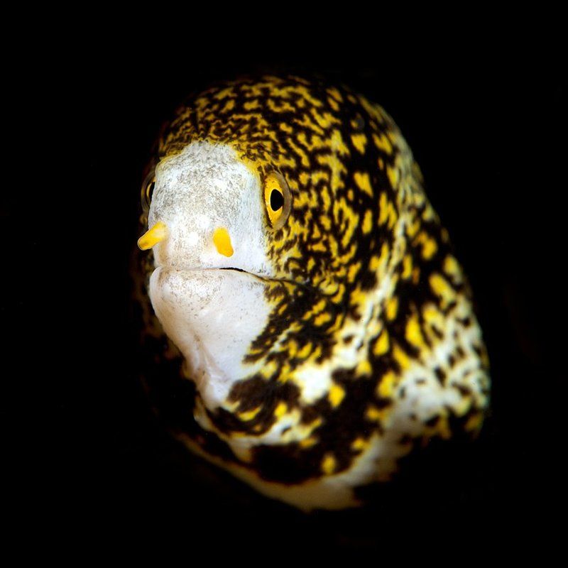 muraena, underwater, sipadan Muraena фото превью