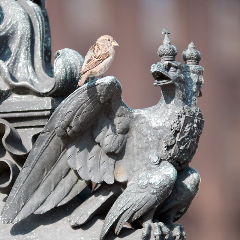 Воробей фото превью