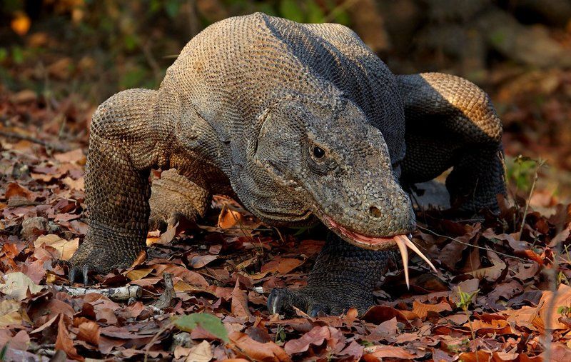 комодский дракон, комодский варан Рандеву с кровожадным драконом фото превью
