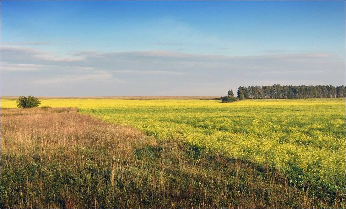 поле, сурепка, Тарасов Алексей