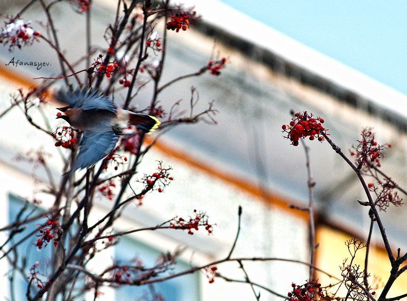 рябина, ягода, птица, полет, зима, магадан, главное не уронить.... фото превью