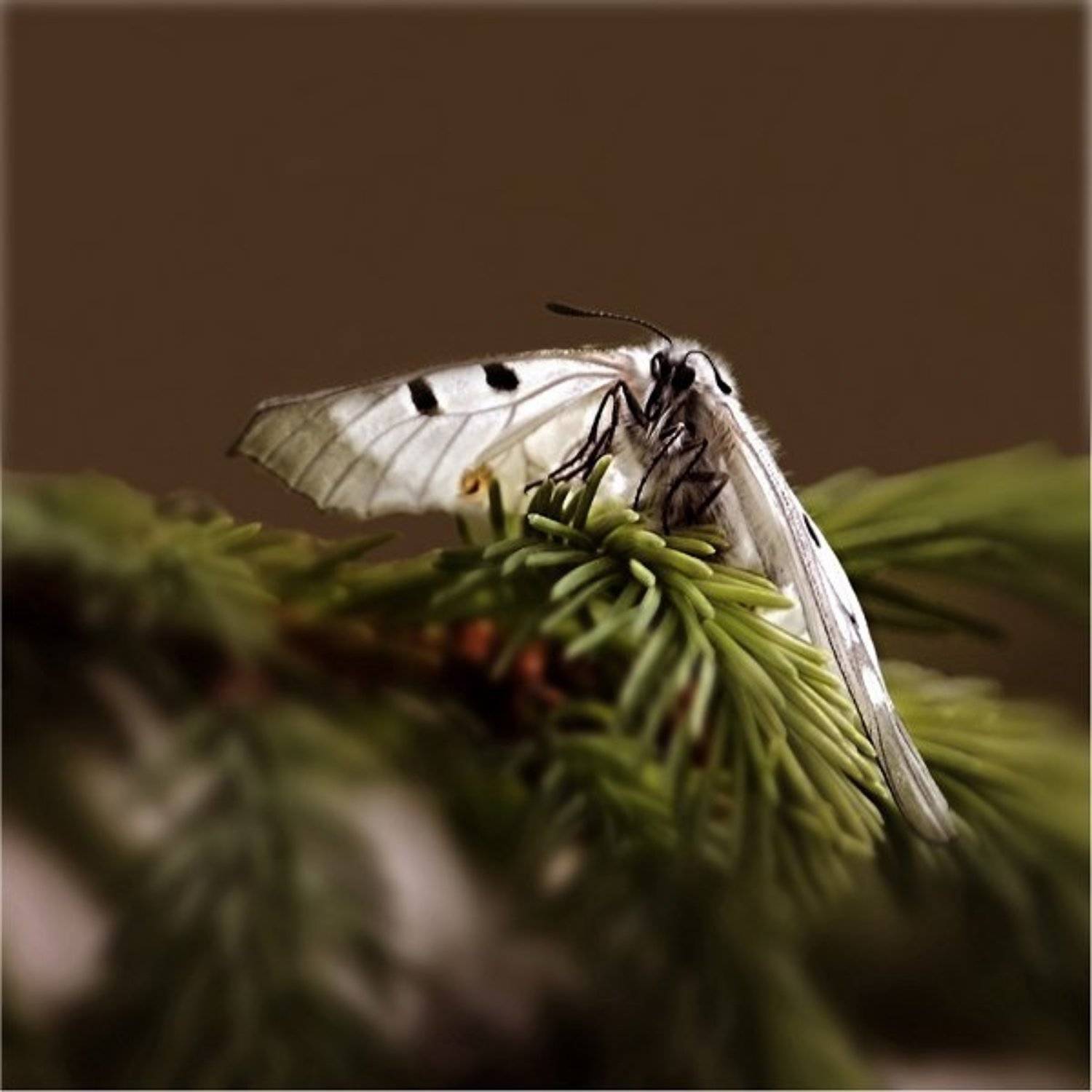 бабочка,природа,, Дмитрий Алексеев