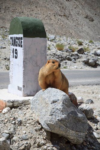 Marmot in the wild