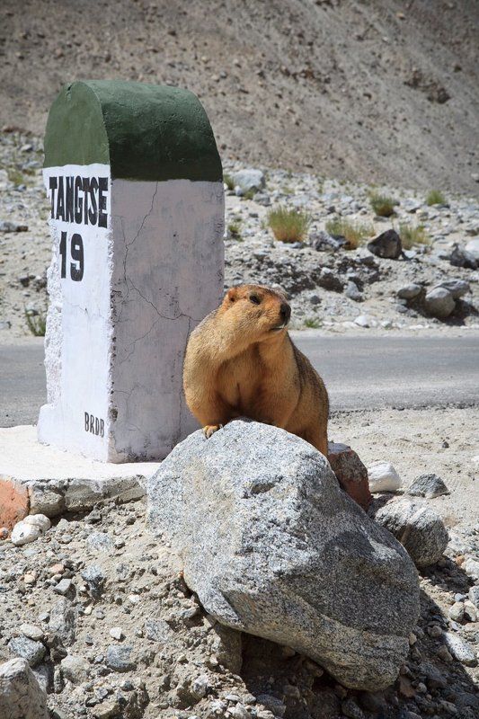 marmot,  сурок, ладакх, пангонг тсо Marmot in the wild фото превью