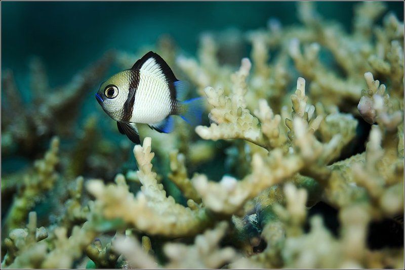 Синяя помада - хит сезона?..( фото превью