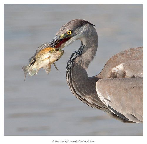 Молодая цапелька- Grey Heron