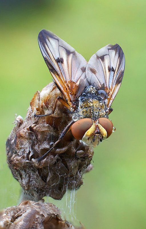 осенние ежемухи фото превью