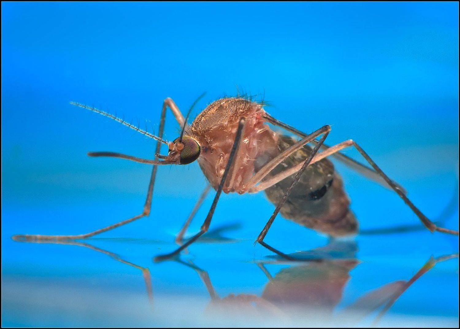 комар,макро,, Евгений Кирилкин.