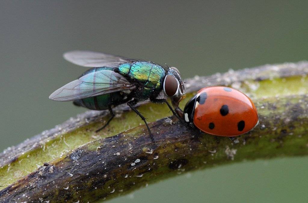 , Сергей Таланов