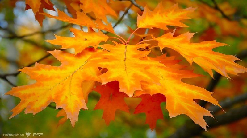 Расцветки осени фото превью