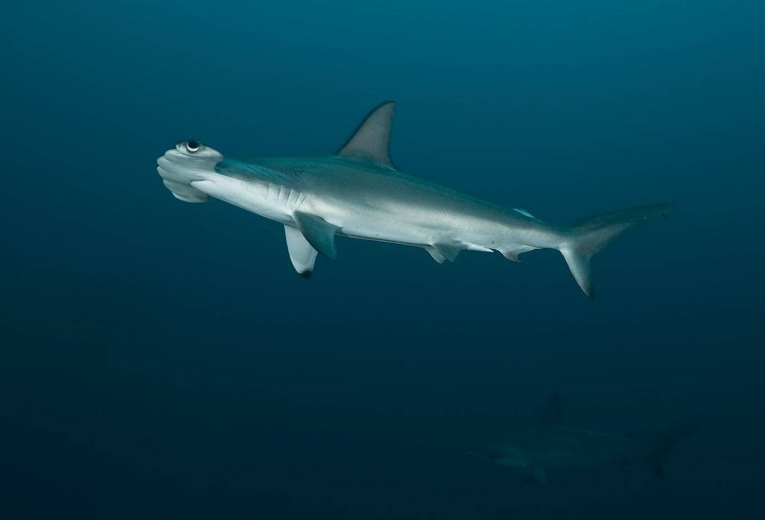 underwater, hammerhead, акула, Виктор Чистов