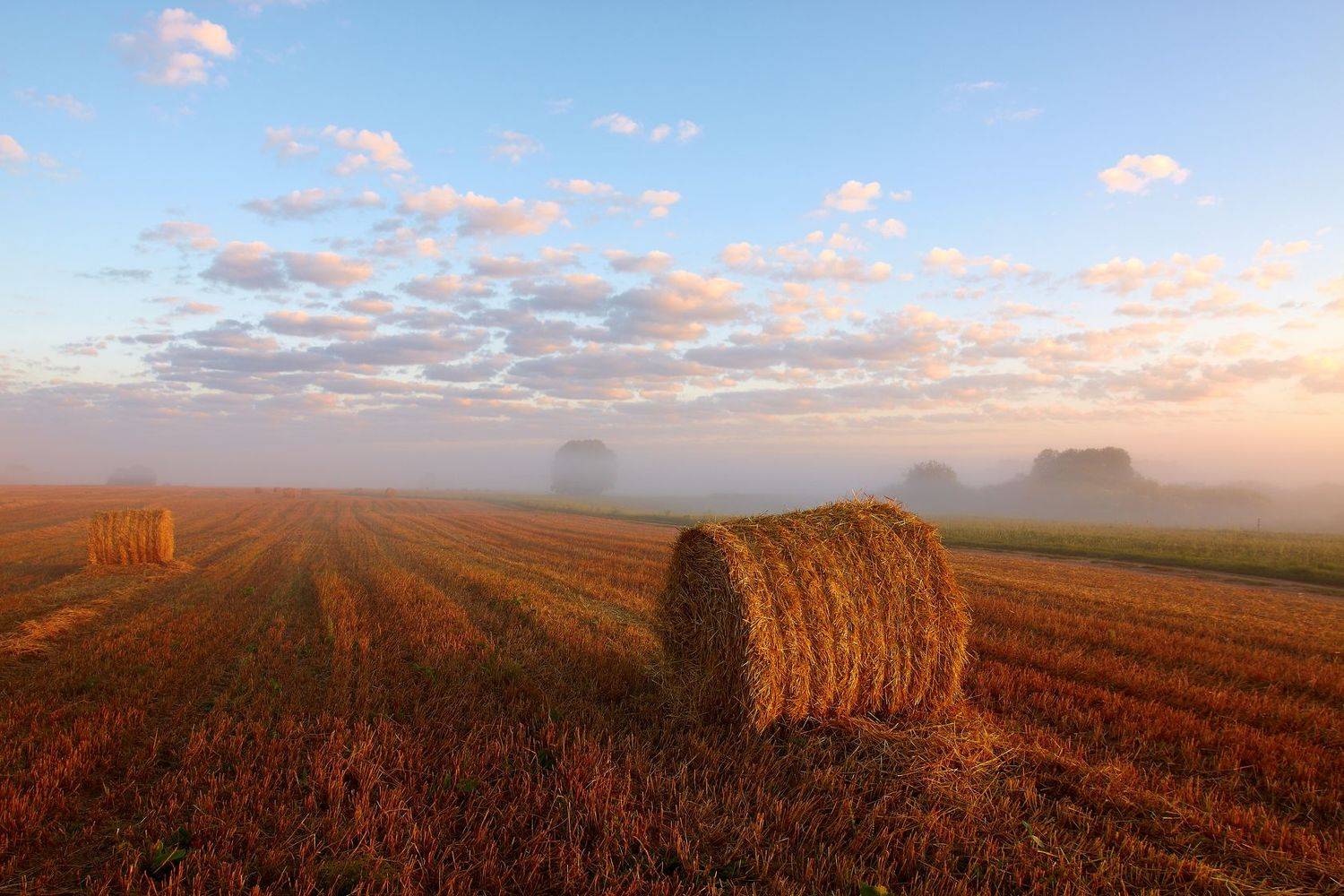 2011, россия, калужская область, поле, август, солома, небо, облака, рулоны, деревья, Денис Лукьяненко