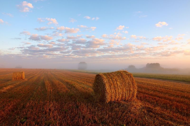 2011, россия, калужская область, поле, август, солома, небо, облака, рулоны, деревья Нивы сжаты... фото превью