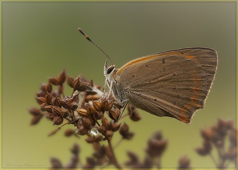 Кофейный привкус фото превью