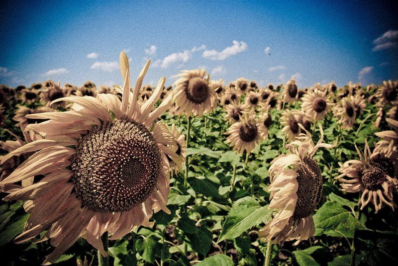 Sunflower 2-1 фото превью