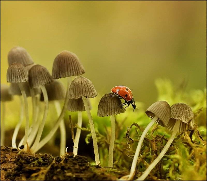 , Андрей Осокин