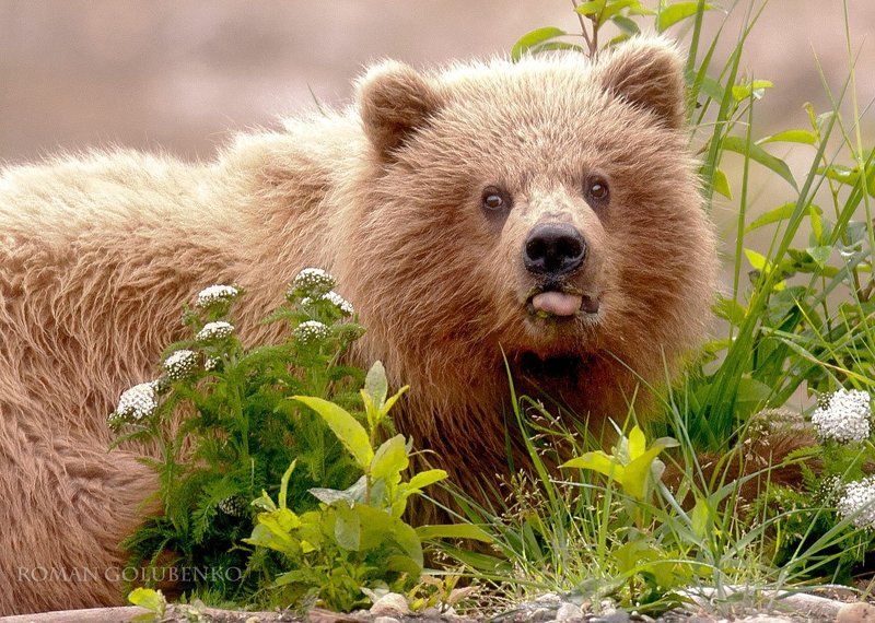 Наш ответ охоте на медведей / Our responce to Alaska\'s policy of killing grizzly bears фото превью