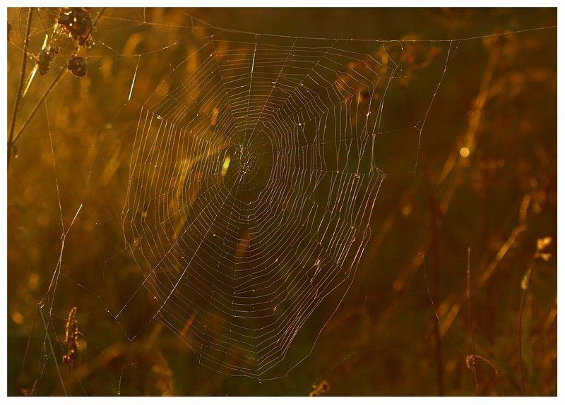 Медно-красный фото превью