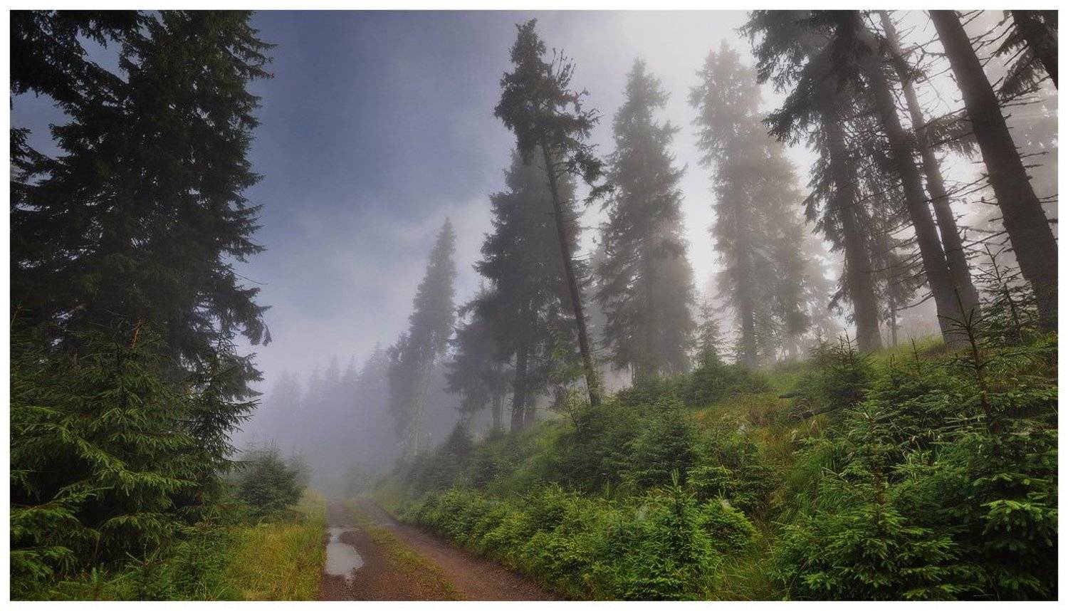 , Денис Кривой