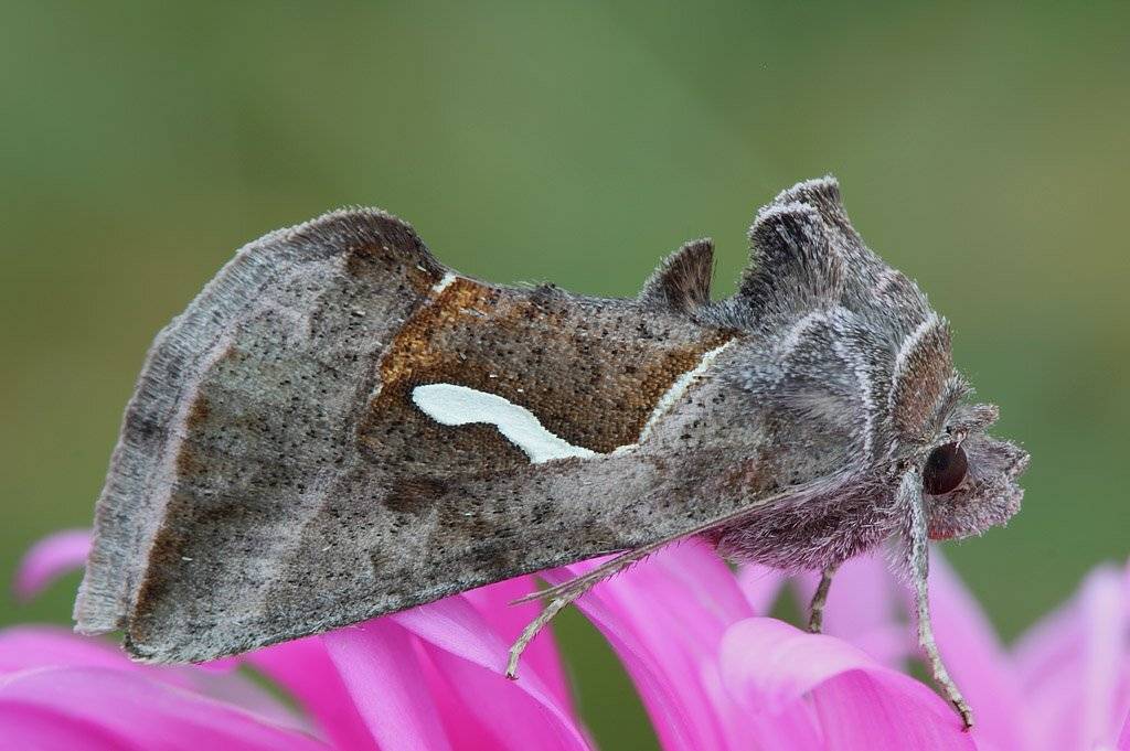 , Сергей Таланов
